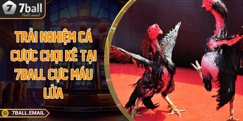 Trải nghiệm cá cược chọi kê tại 7Ball cực máu lửa